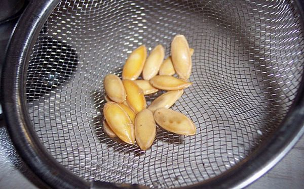 Подготовка семян кабачков