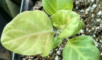 Почему сохнут листья на рассаде баклажанов причины способы оздоровления